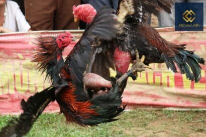 Nguồn gốc và lịch sử của lễ hội chọi gà 3 lễ hội chọi gà